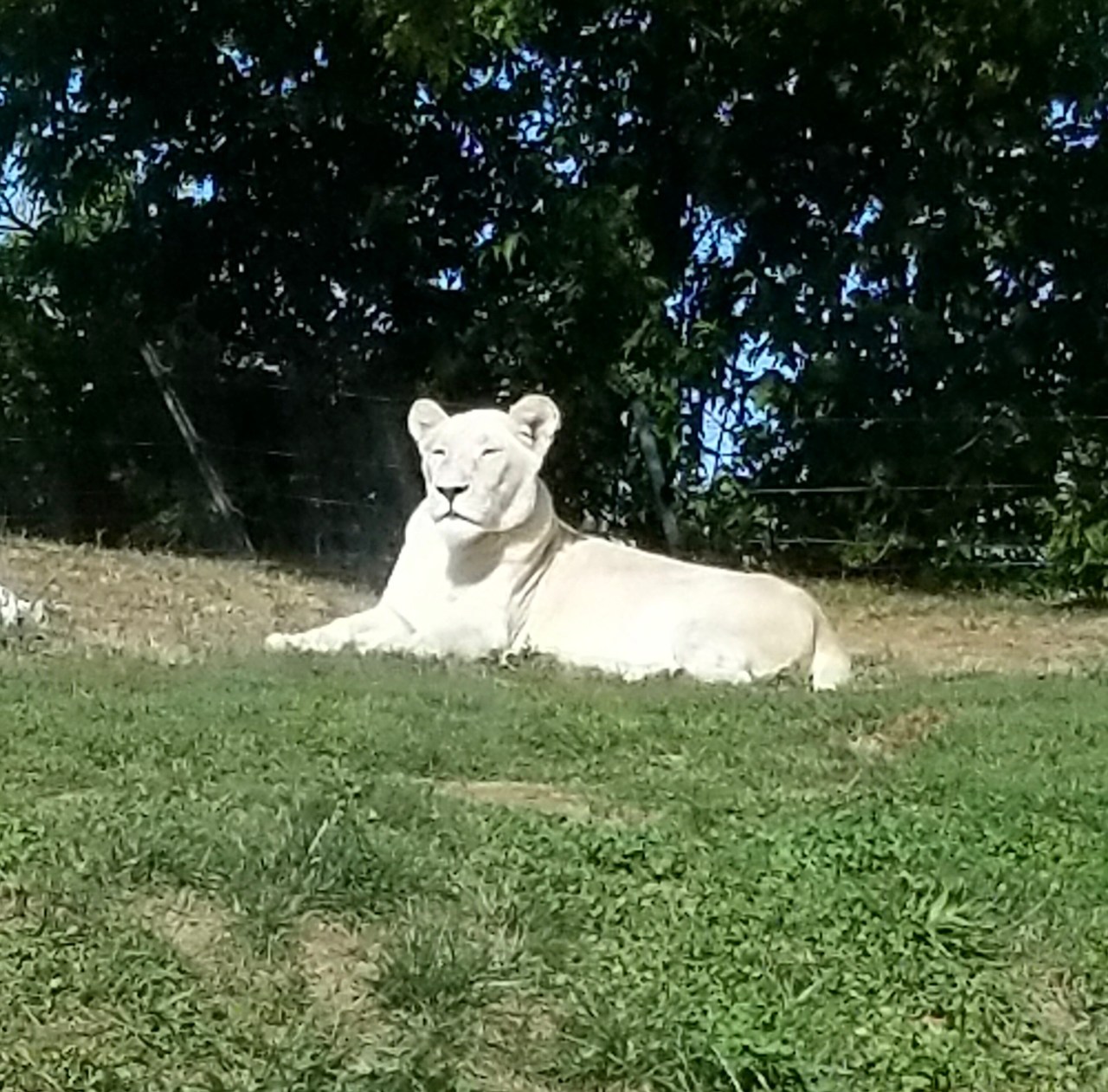 A Trip to the Metro Zoo