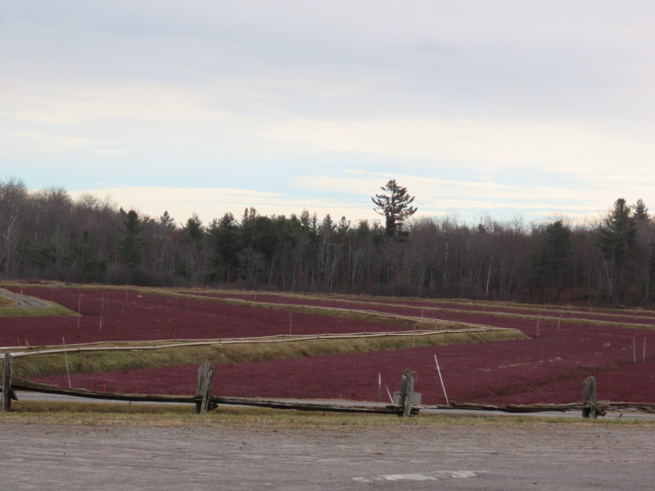 Muskoka Cranberry Marsh