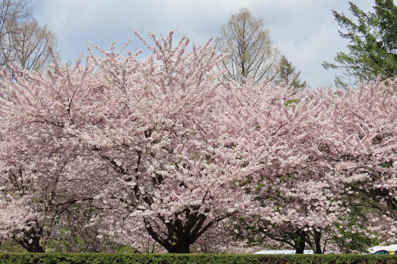 Toronto’s High Park Cherry&nbsp;Blossoms